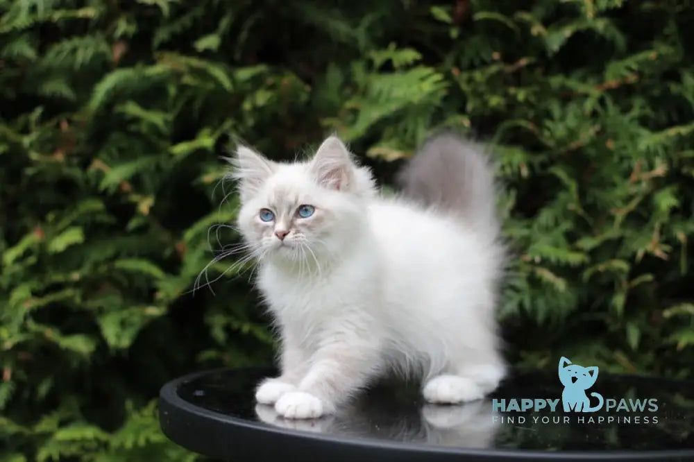 Delphinium Siberian male blue tabby pointed with white live animals