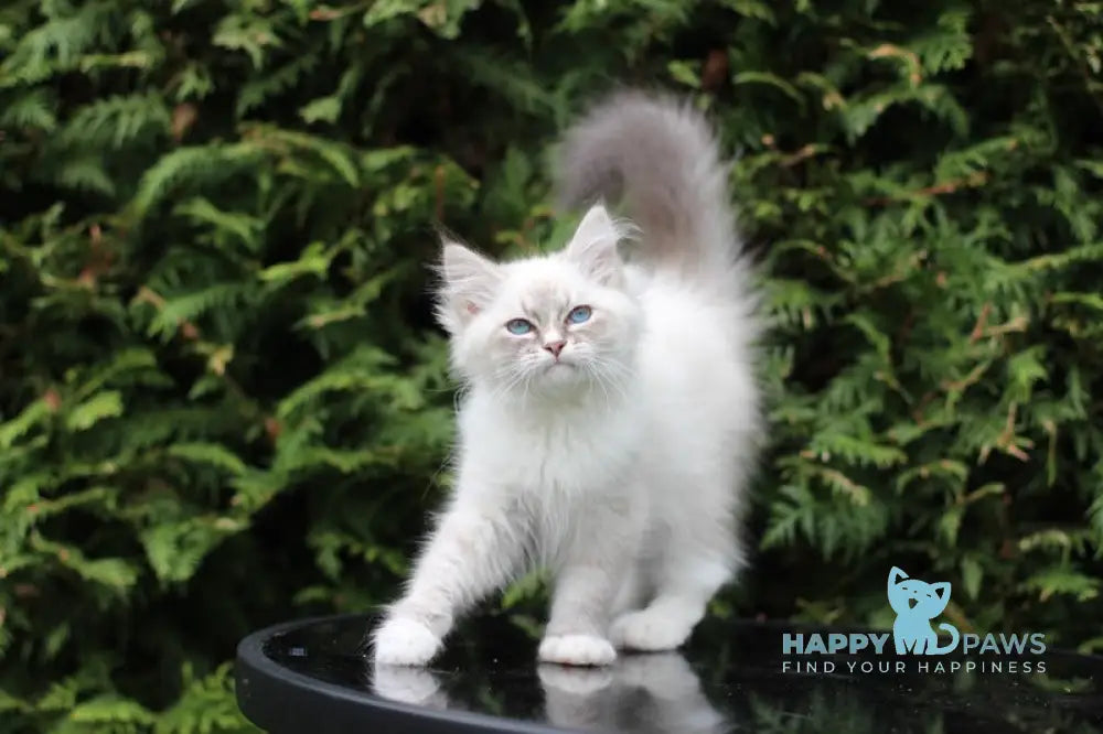 Delphinium Siberian male blue tabby pointed with white live animals