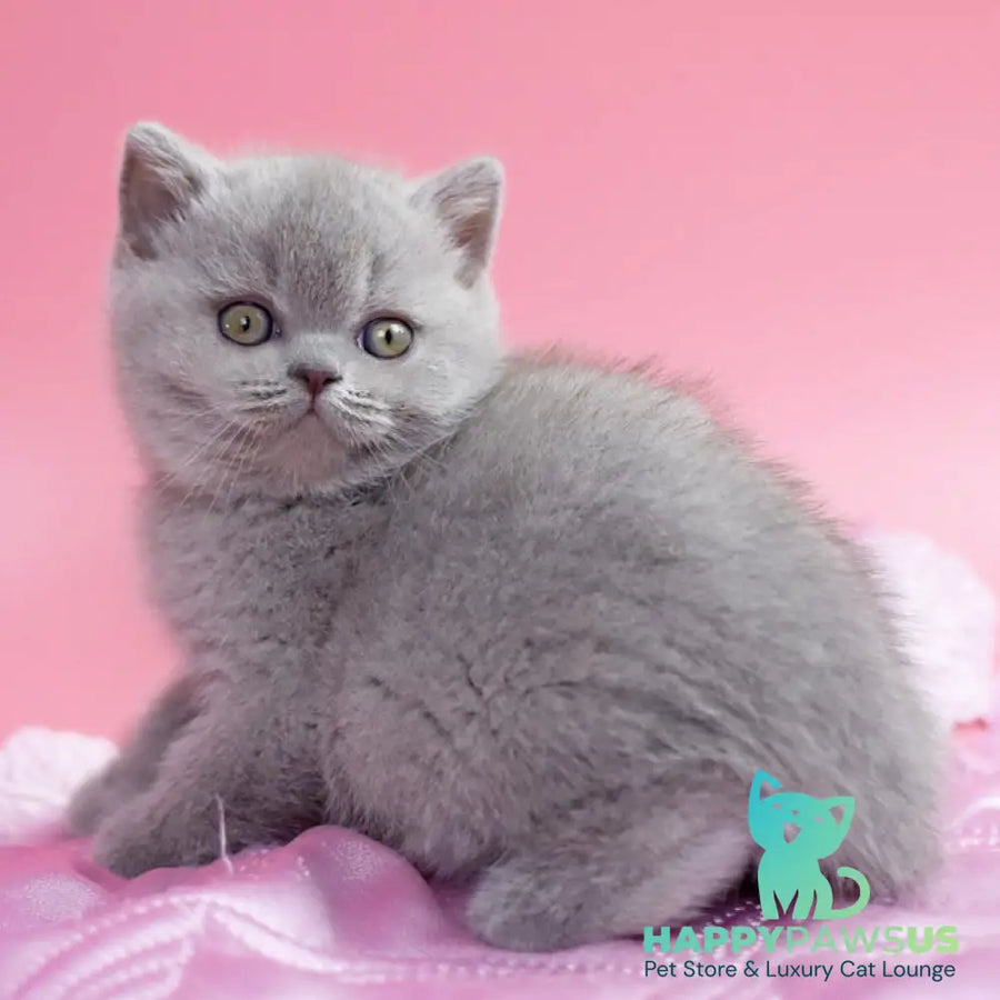 Delta British Shorthair female lilac - live animals