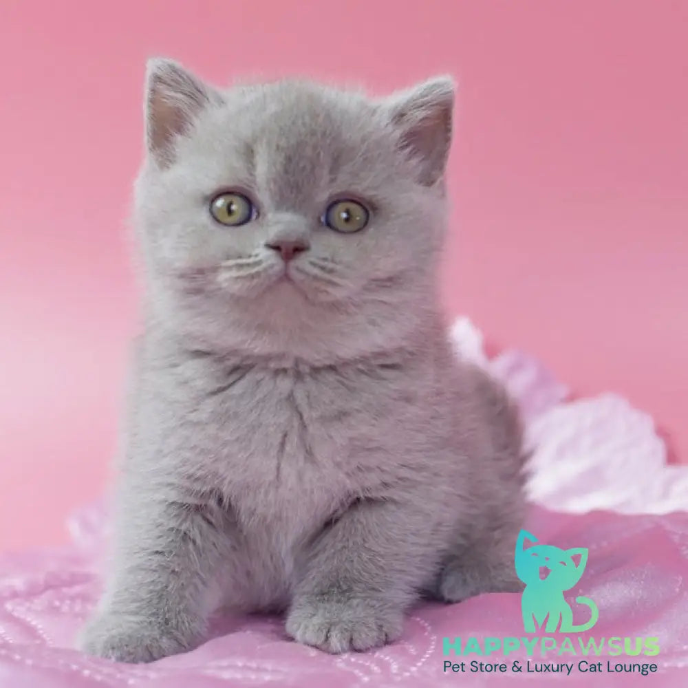 Delta British Shorthair female lilac - live animals