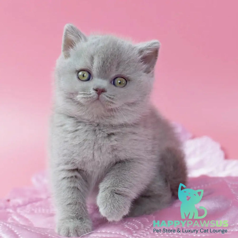 Delta British Shorthair female lilac - live animals