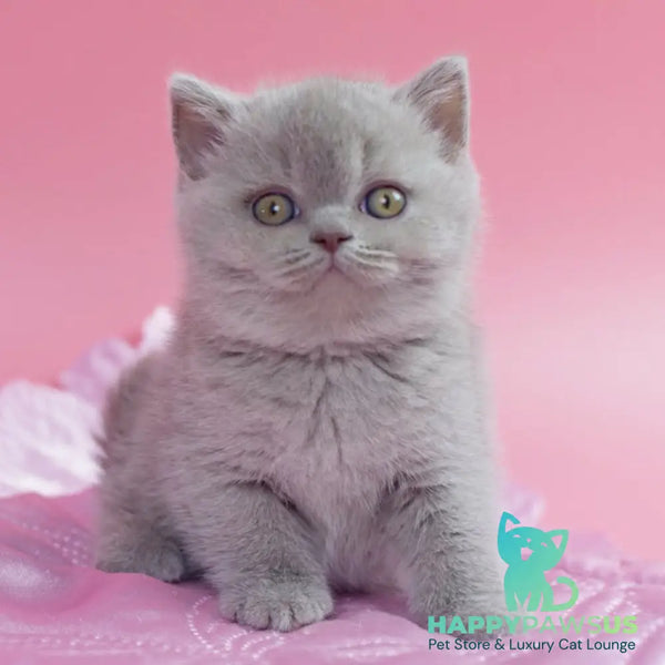Delta British Shorthair female lilac - live animals
