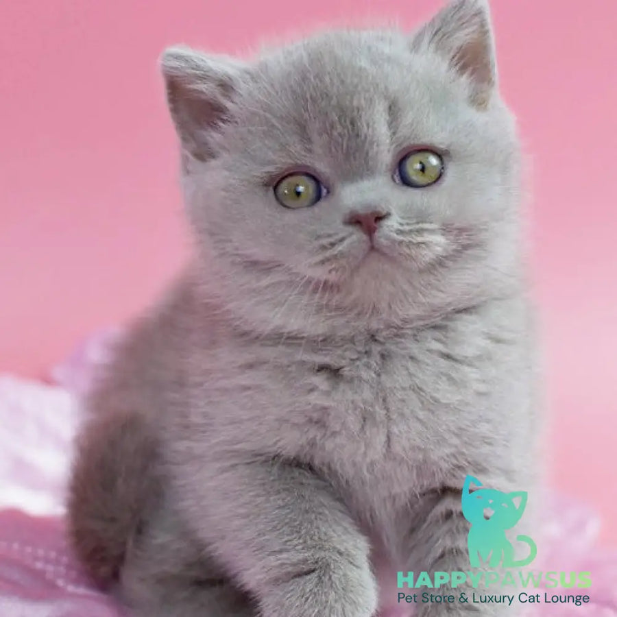 Delta British Shorthair female lilac - live animals