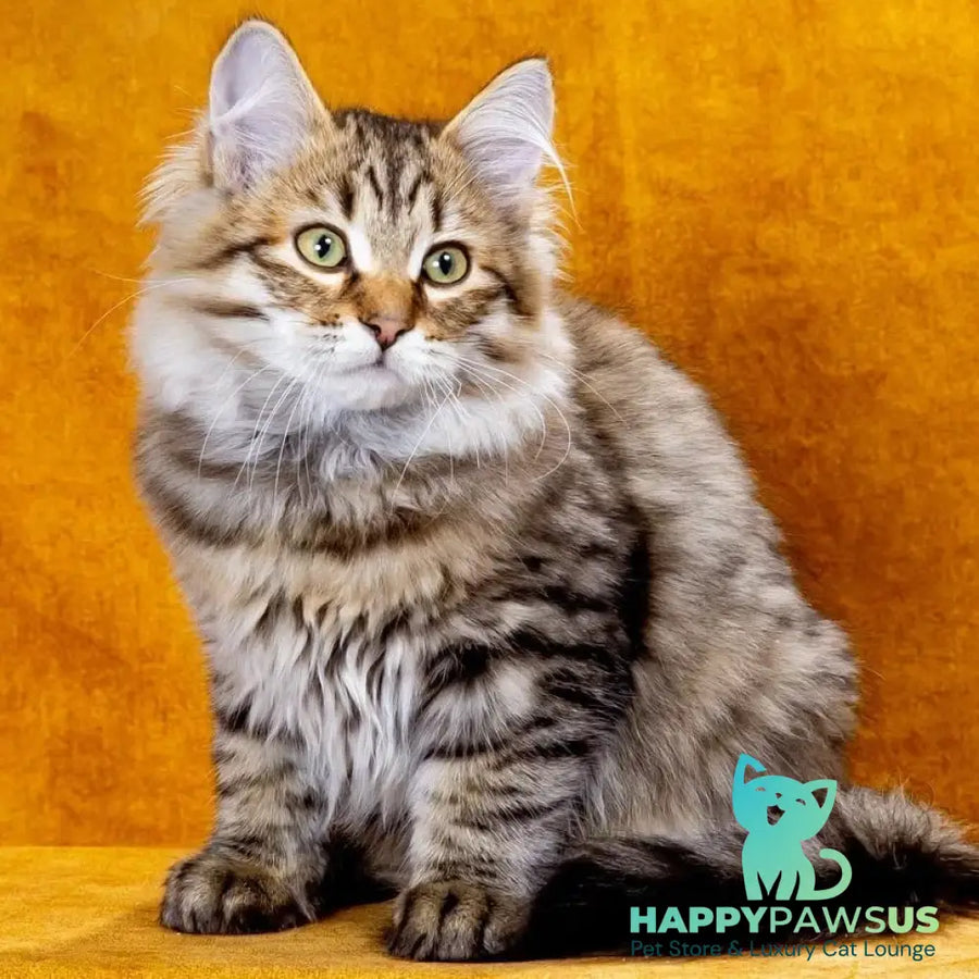 Dementiy Siberian male black spotted tabby - live animals