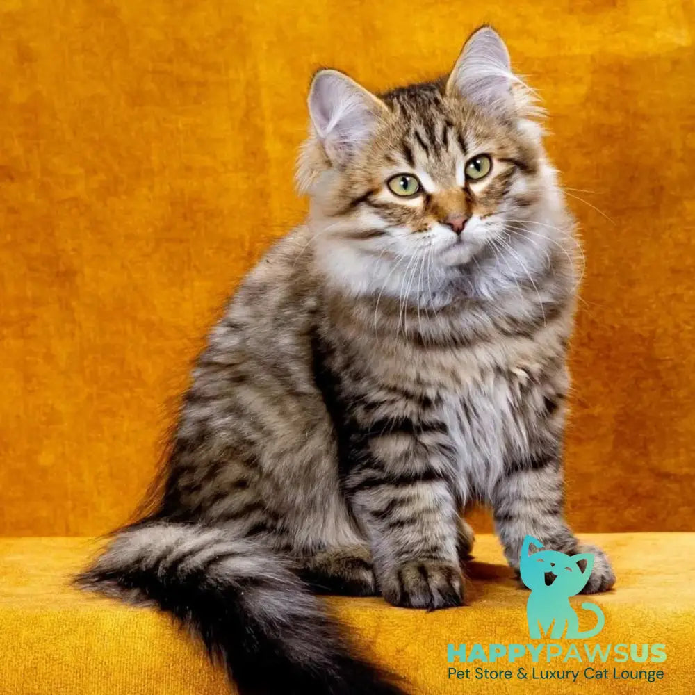 Dementiy Siberian male black spotted tabby - live animals