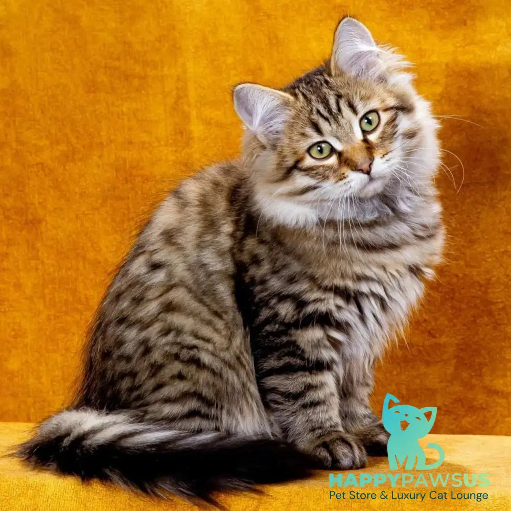 Dementiy Siberian male black spotted tabby - live animals