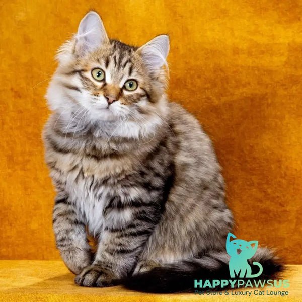 Dementiy Siberian male black spotted tabby - live animals