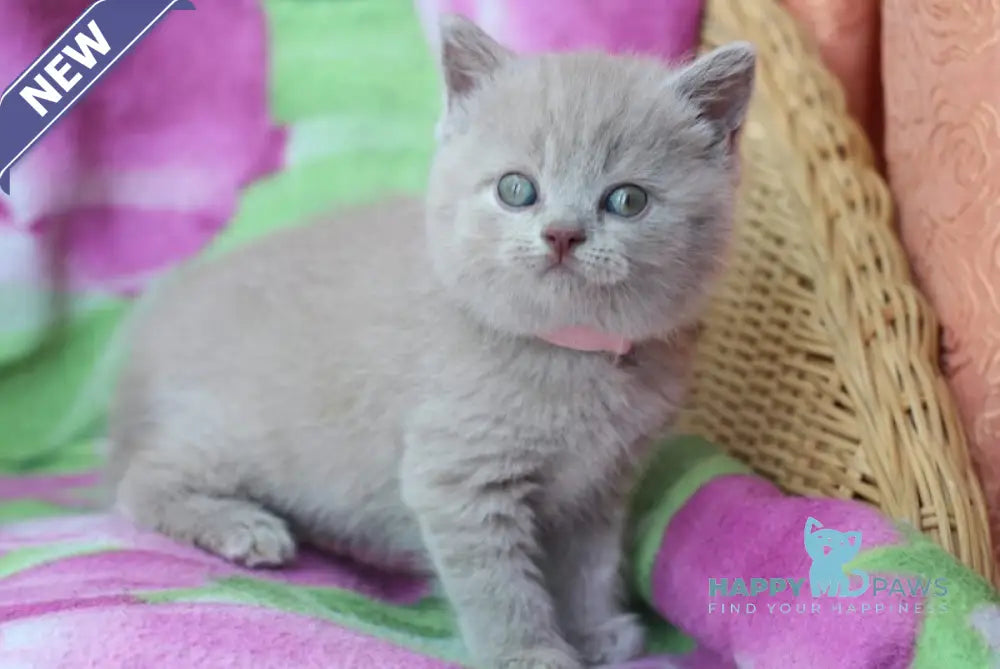 Demeter British Shorthair female lilac cream live animals