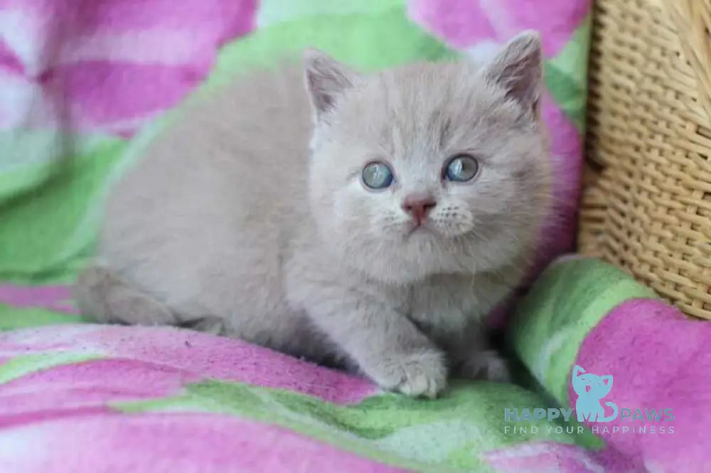 Demeter British Shorthair female lilac cream live animals