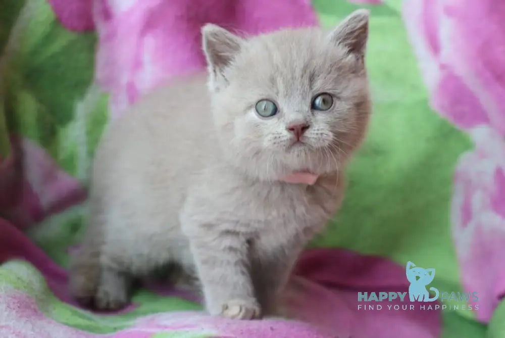 Demeter British Shorthair female lilac cream live animals