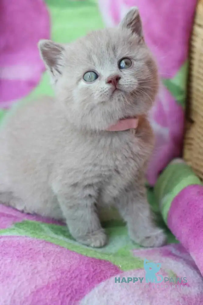 Demeter British Shorthair female lilac cream live animals