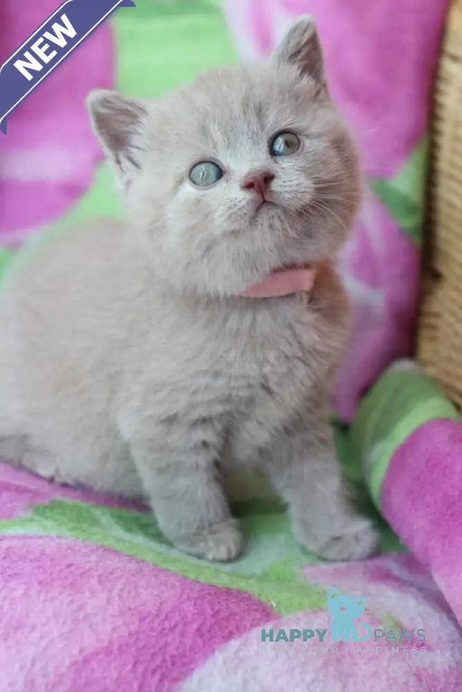 Demeter British Shorthair female lilac cream live animals