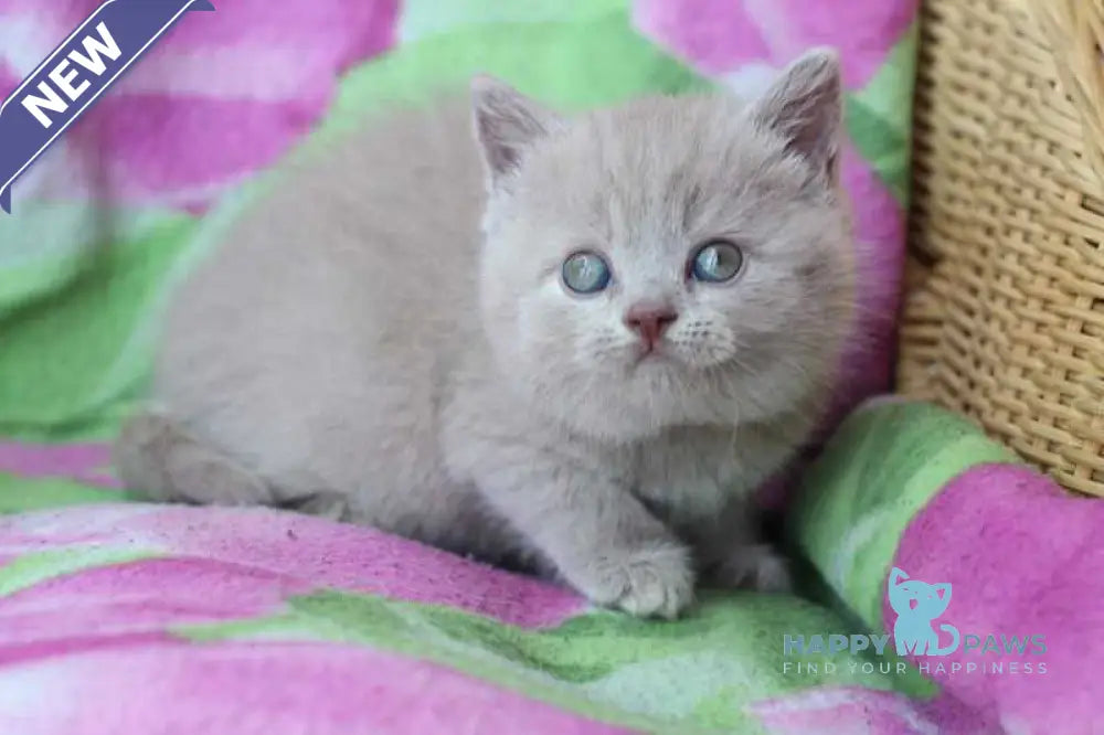 Demeter British Shorthair female lilac cream live animals