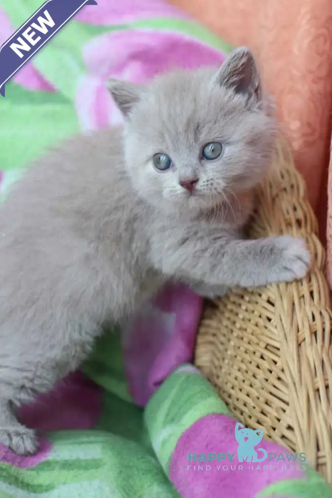 Demeter British Shorthair female lilac cream live animals