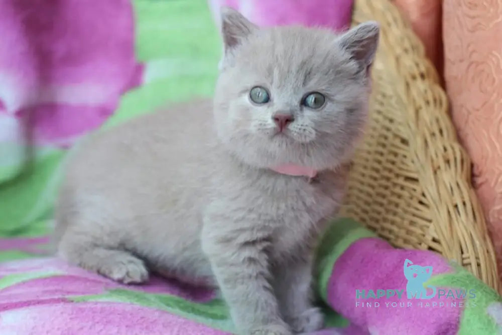 Demeter British Shorthair female lilac cream live animals