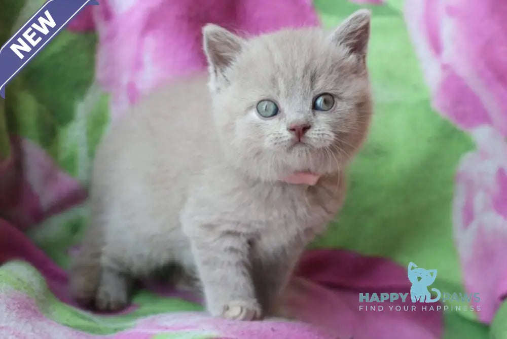 Demeter British Shorthair female lilac cream live animals