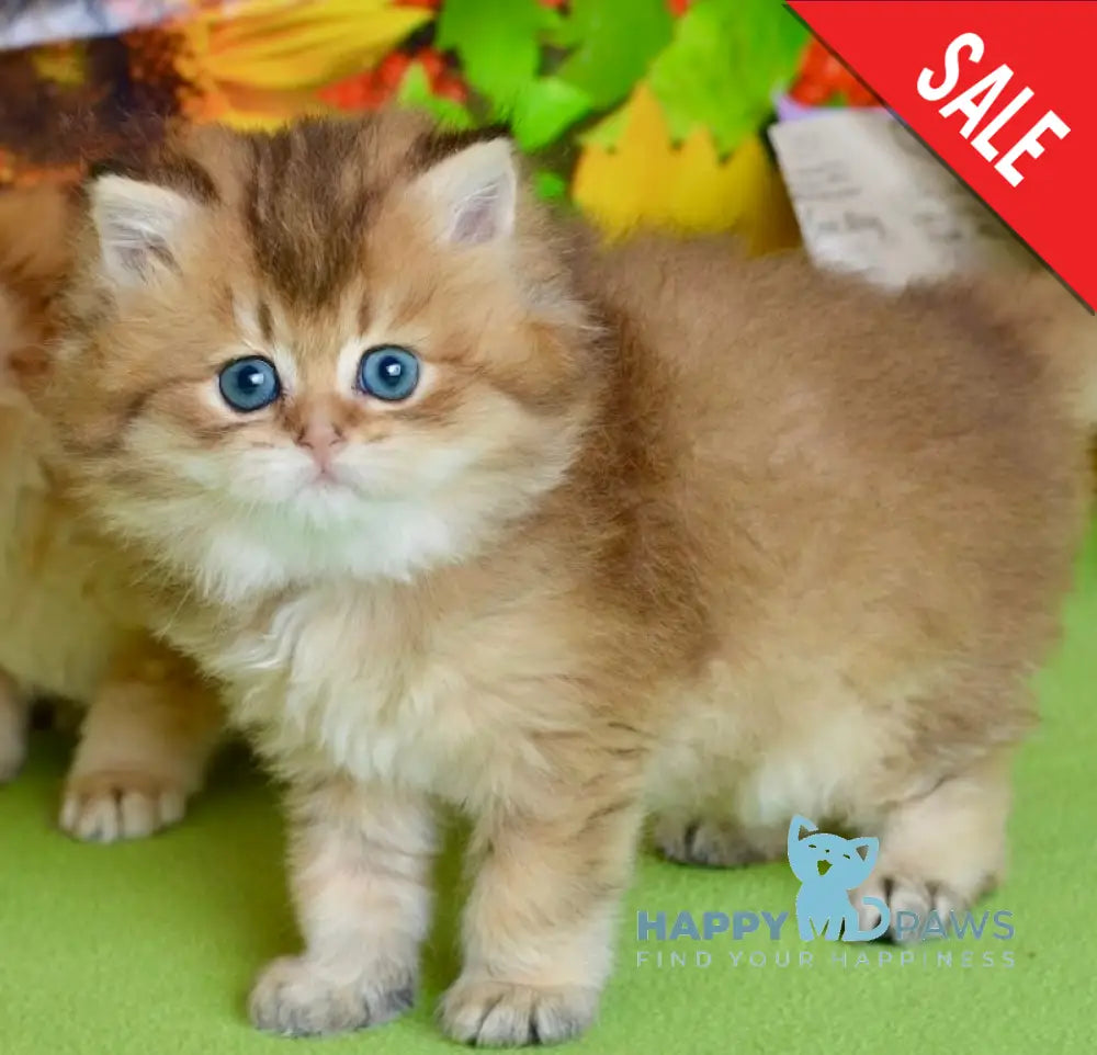 Demi British Longhair female black golden ticked tabby live animals