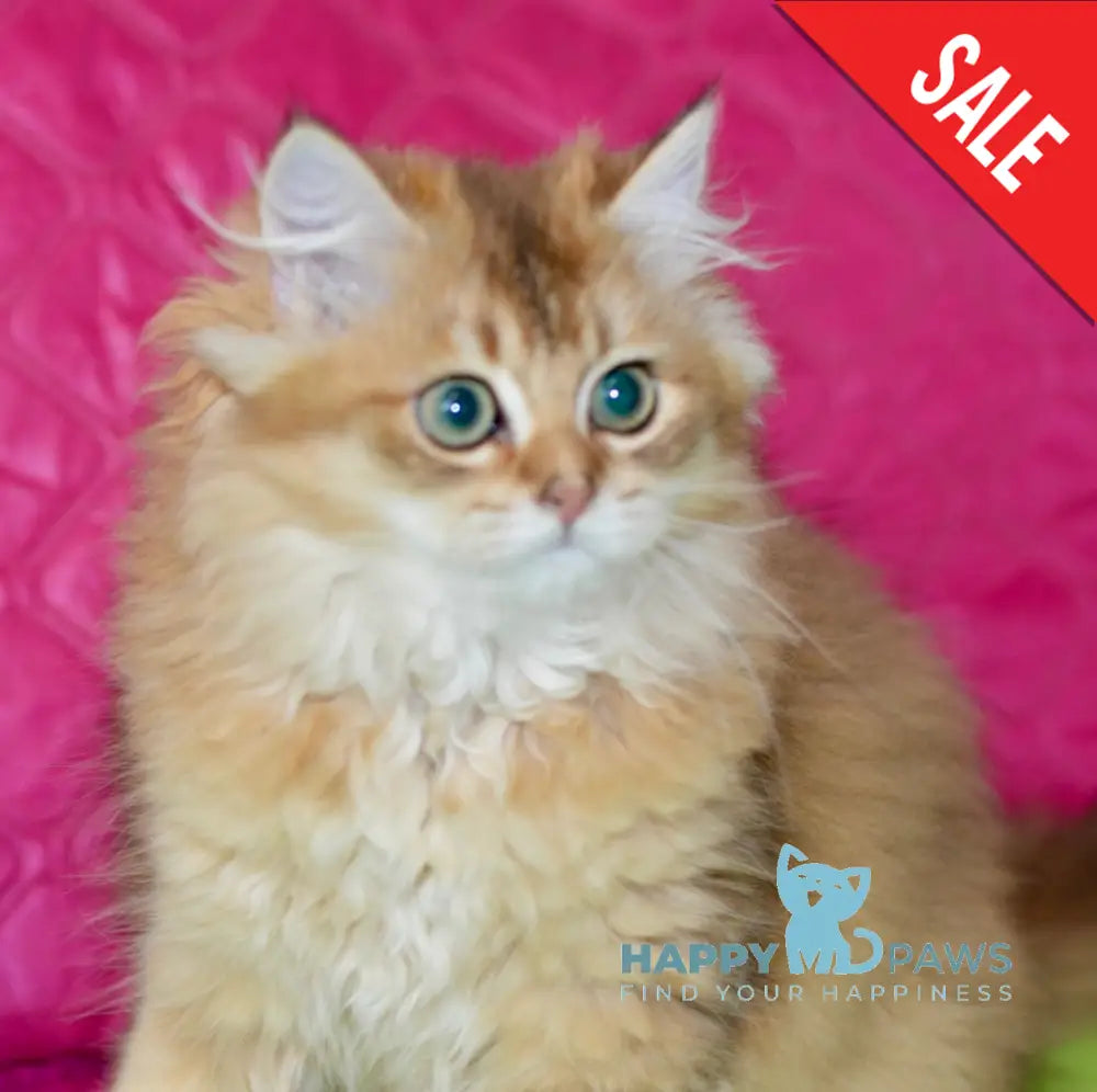 Demi British Longhair female black golden ticked tabby live animals