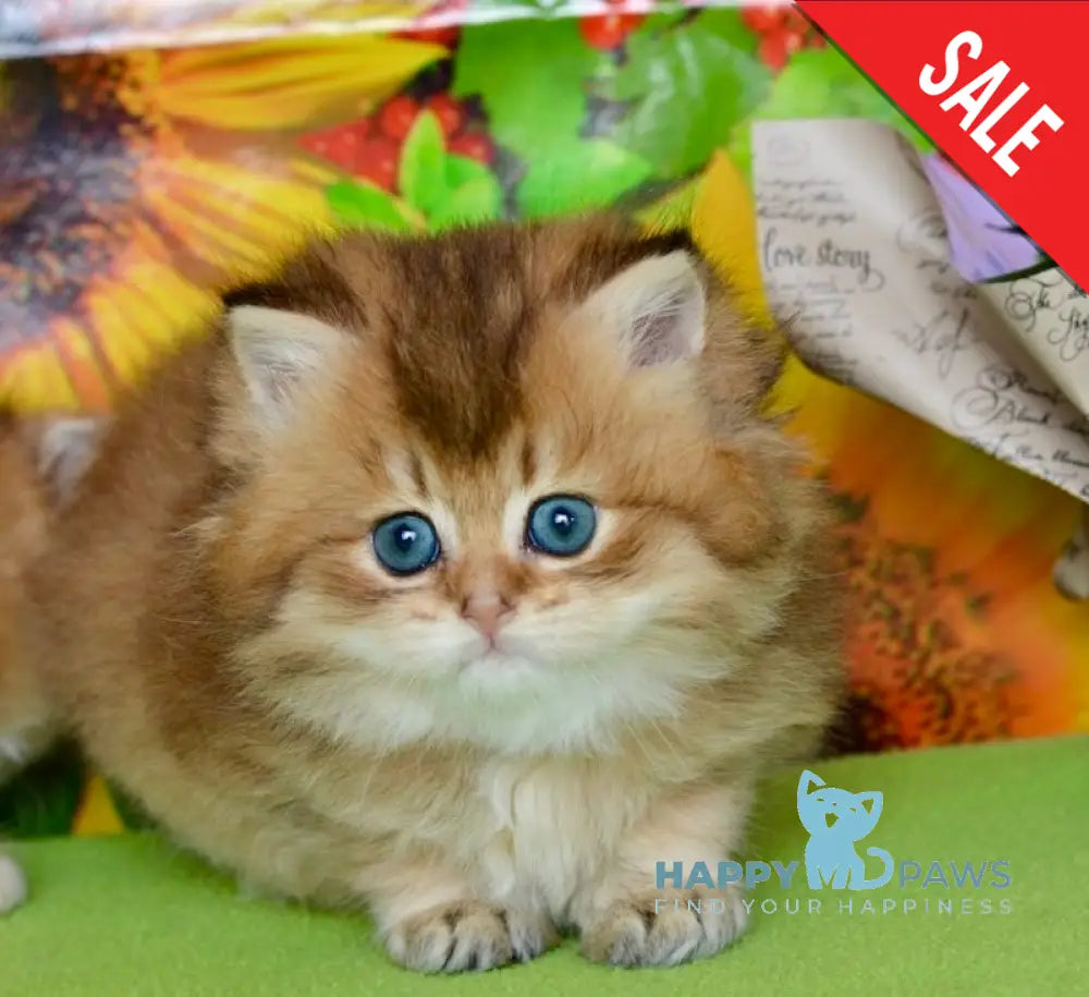 Demi British Longhair female black golden ticked tabby live animals