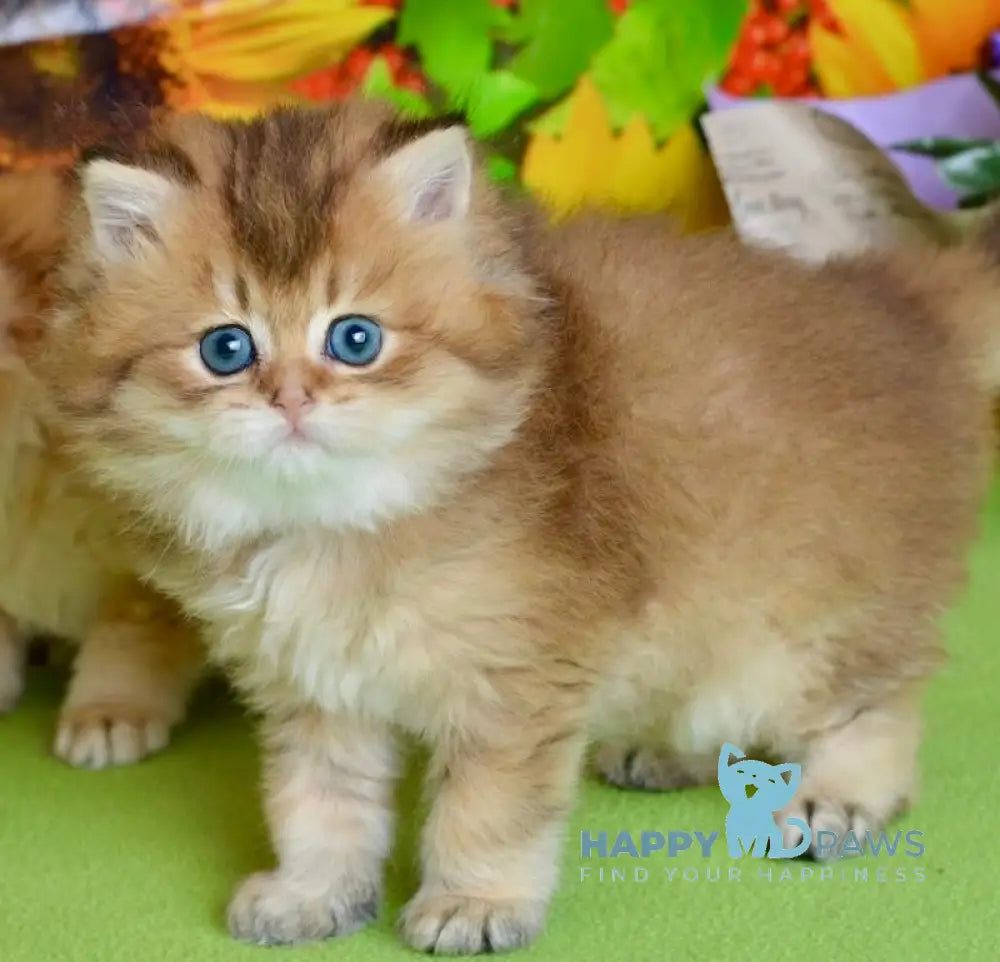 Demi British Longhair female black golden ticked tabby live animals