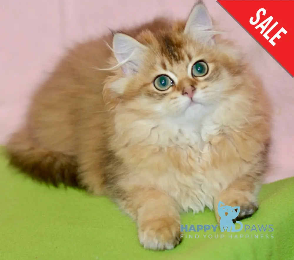 Demi British Longhair female black golden ticked tabby live animals