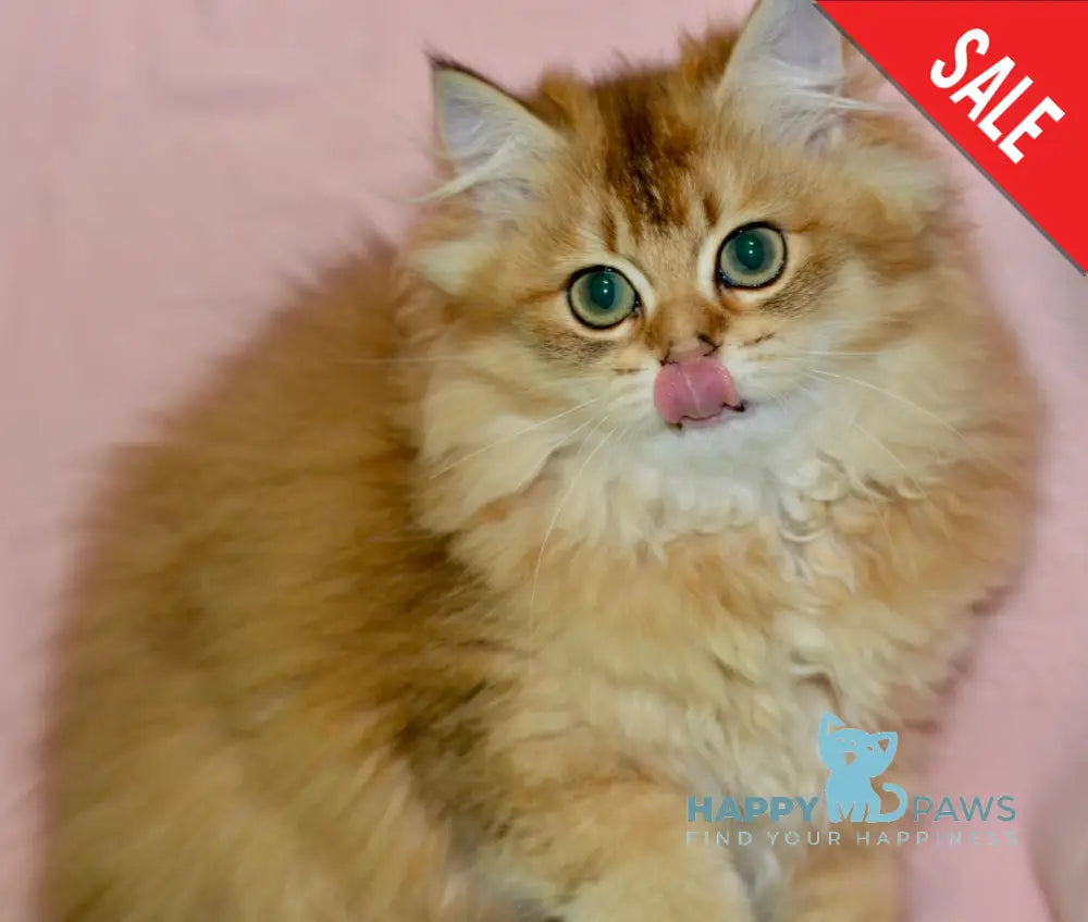 Demi British Longhair female black golden ticked tabby live animals
