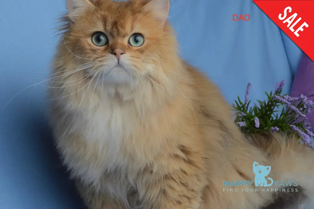 Demi British Longhair female black golden ticked tabby live animals