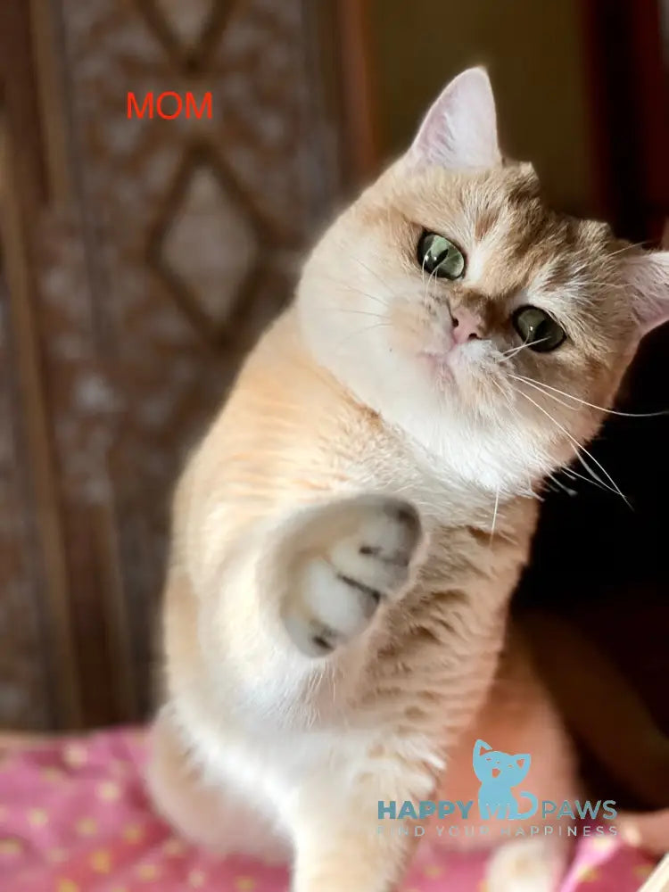 Demi British Longhair female black golden ticked tabby live animals