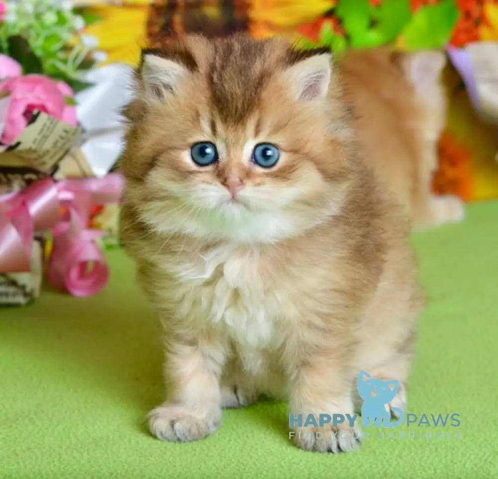 Demi British Longhair female black golden ticked tabby live animals