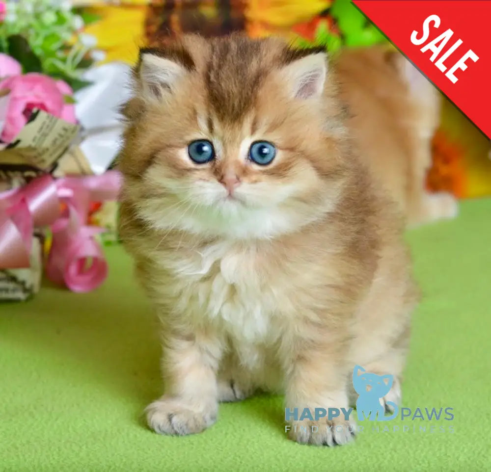 Demi British Longhair female black golden ticked tabby live animals