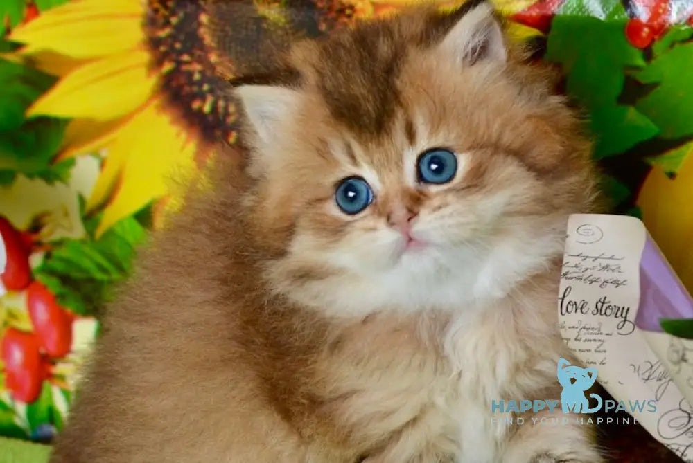 Demi British Longhair female black golden ticked tabby live animals