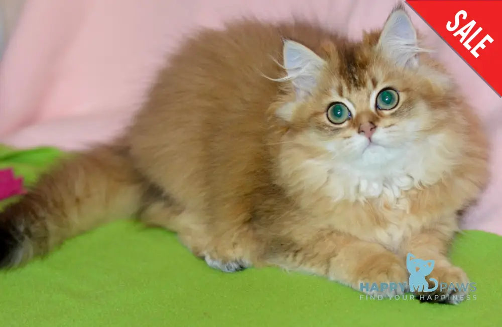 Demi British Longhair female black golden ticked tabby live animals