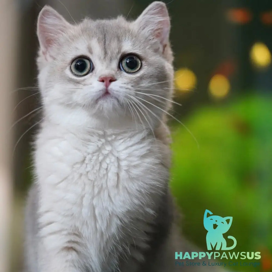 Demi British Shorthair female blue golden shaded - live animals