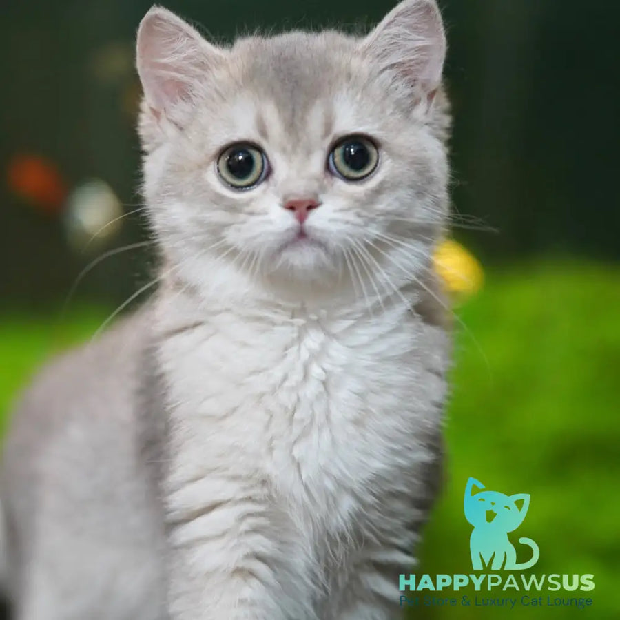 Demi British Shorthair female blue golden shaded - live animals