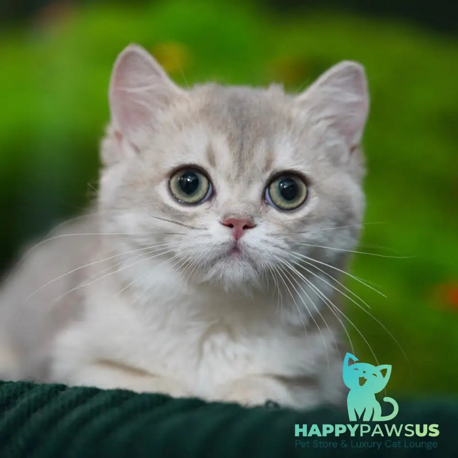 Demi British Shorthair female blue golden shaded - live animals