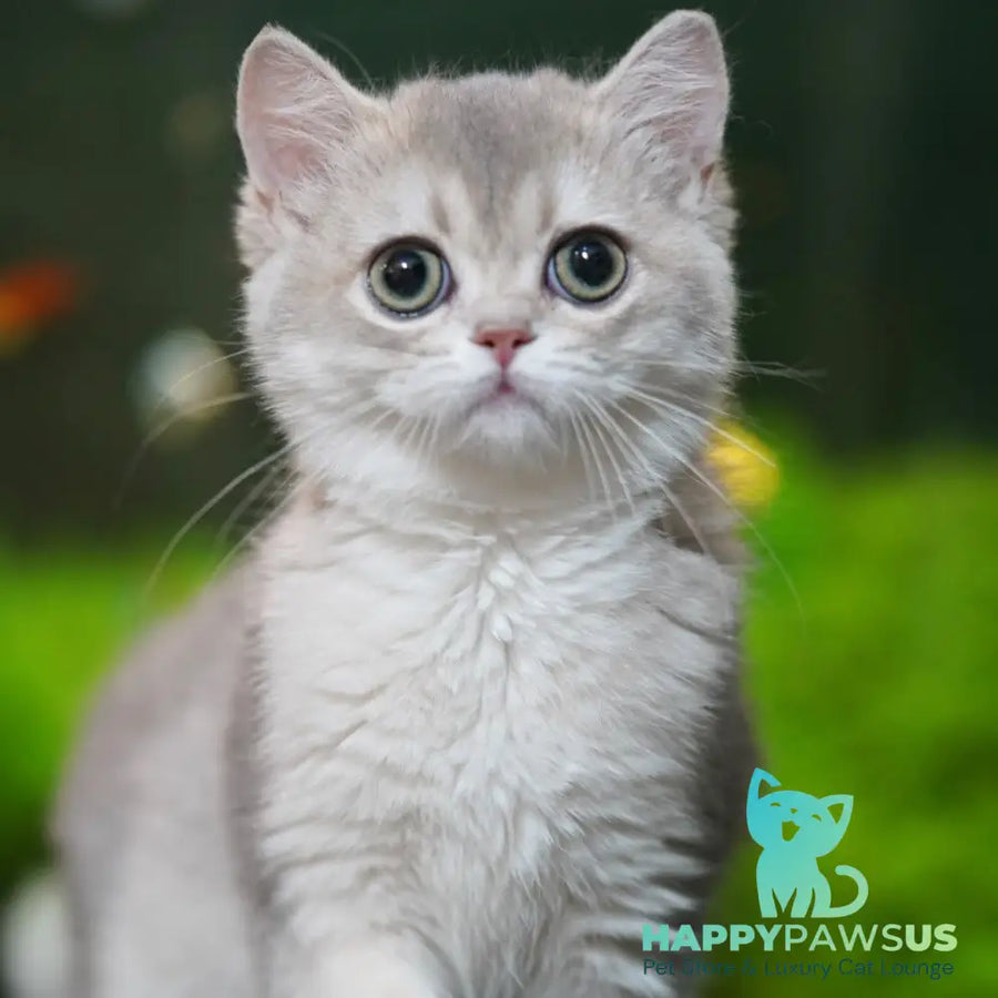 Demi British Shorthair female blue golden shaded - live animals