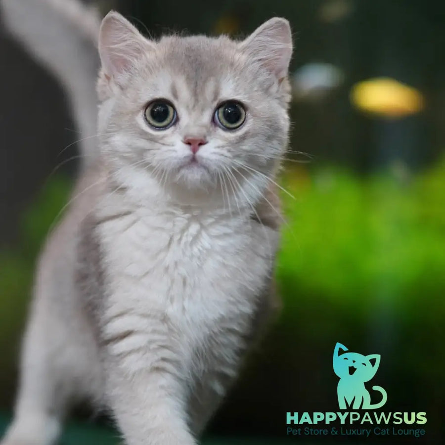 Demi British Shorthair female blue golden shaded - live animals