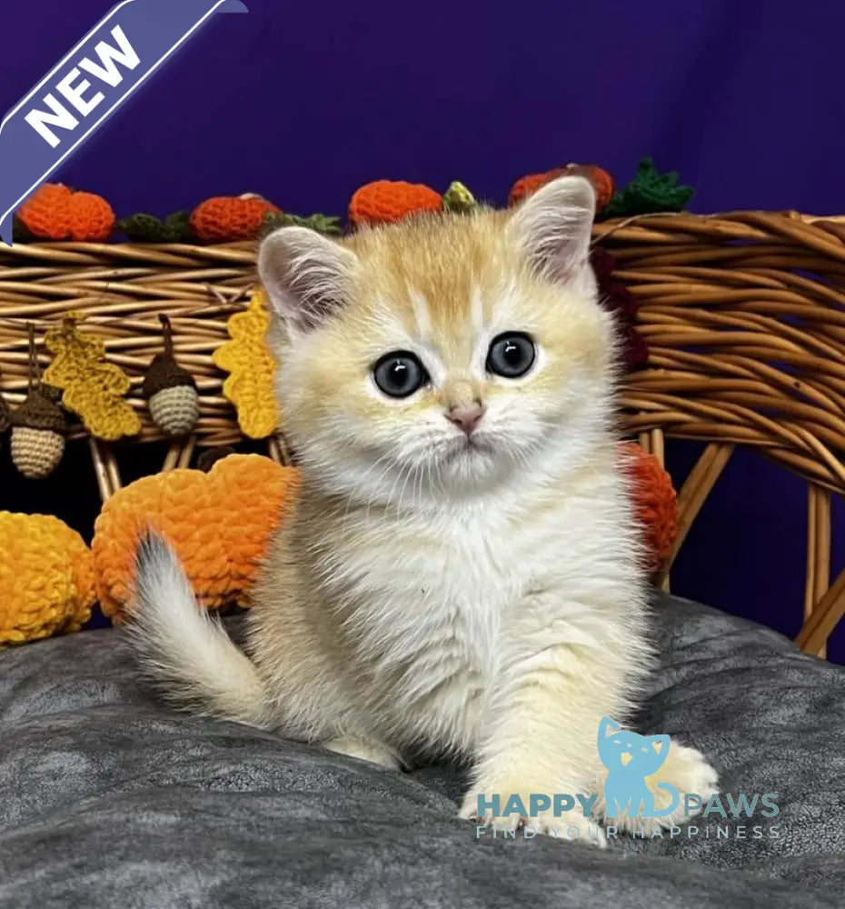 Demi Scottish Straight female black golden chinchilla live animals