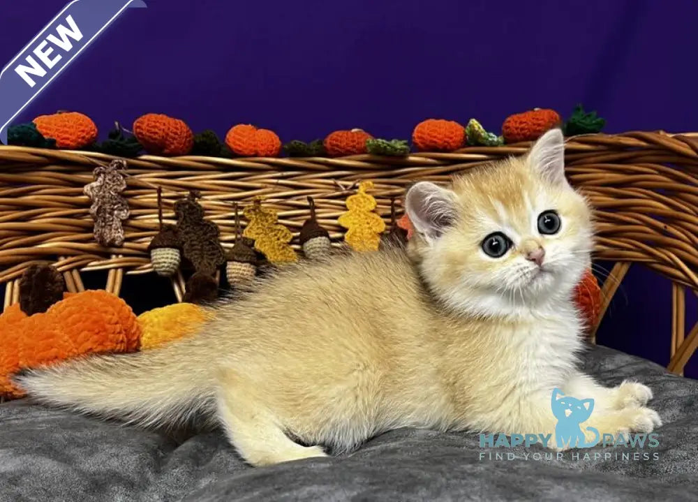 Demi Scottish Straight female black golden chinchilla live animals