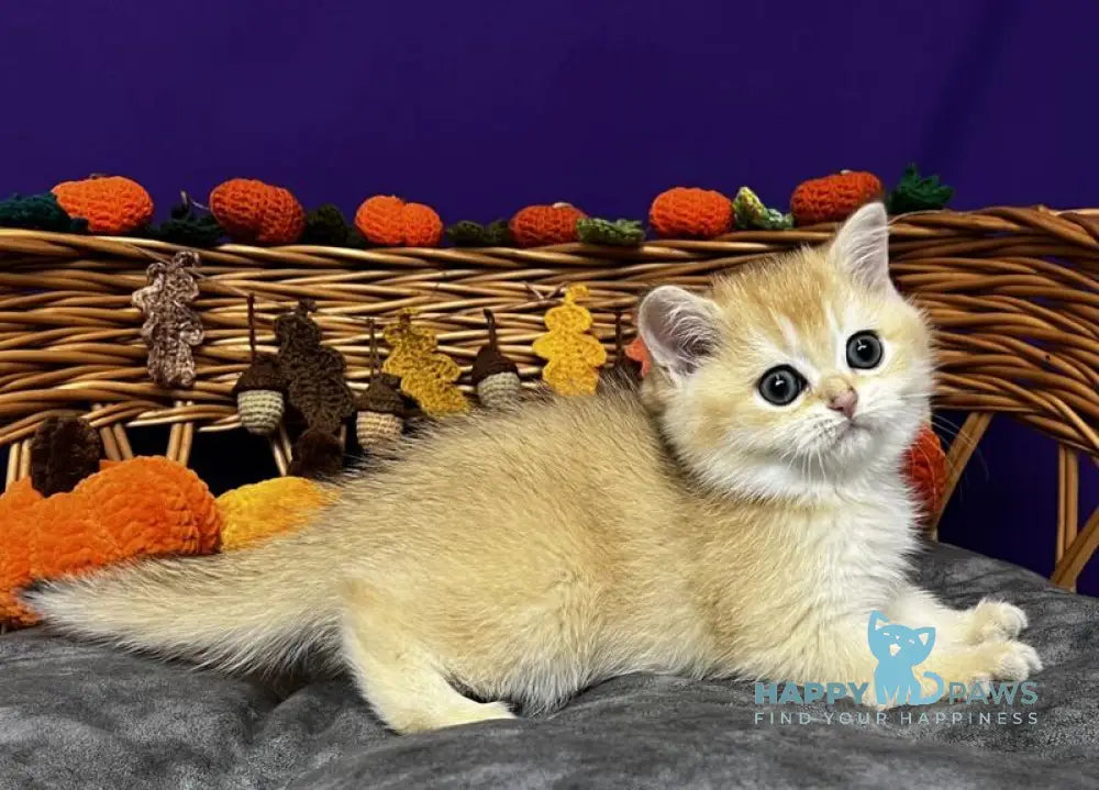 Demi Scottish Straight female black golden chinchilla live animals