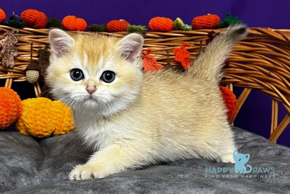 Demi Scottish Straight female black golden chinchilla live animals