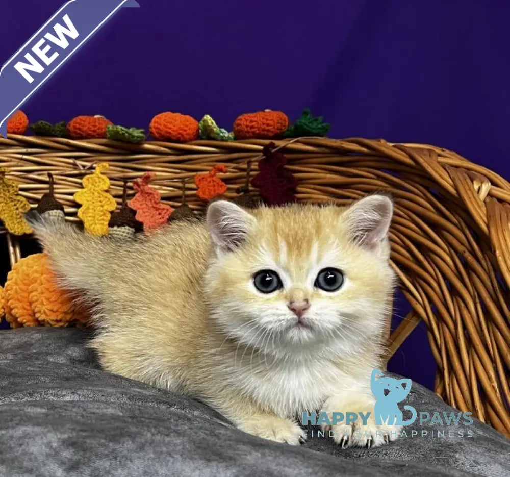 Demi Scottish Straight female black golden chinchilla live animals