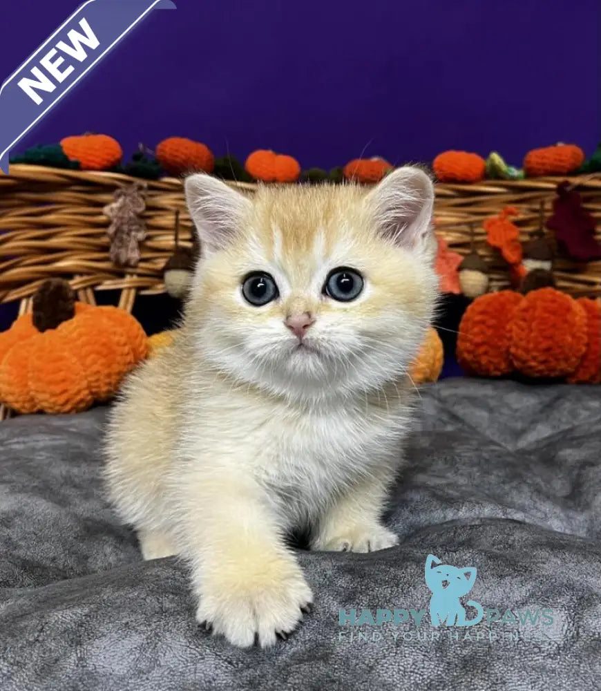 Demi Scottish Straight female black golden chinchilla live animals