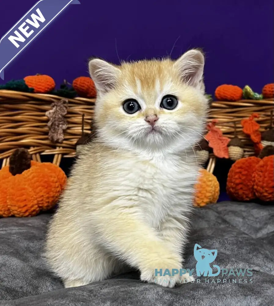 Demi Scottish Straight female black golden chinchilla live animals