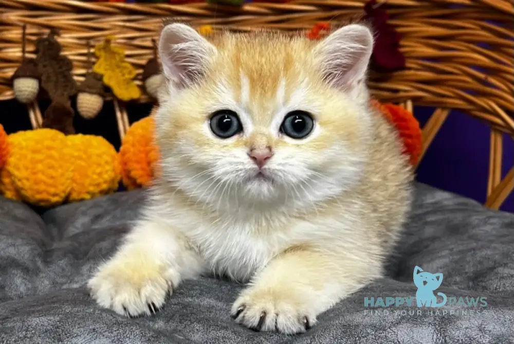 Demi Scottish Straight female black golden chinchilla live animals