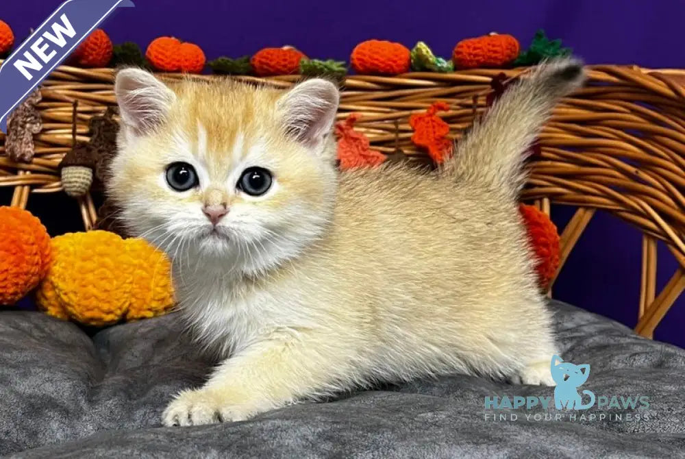 Demi Scottish Straight female black golden chinchilla live animals