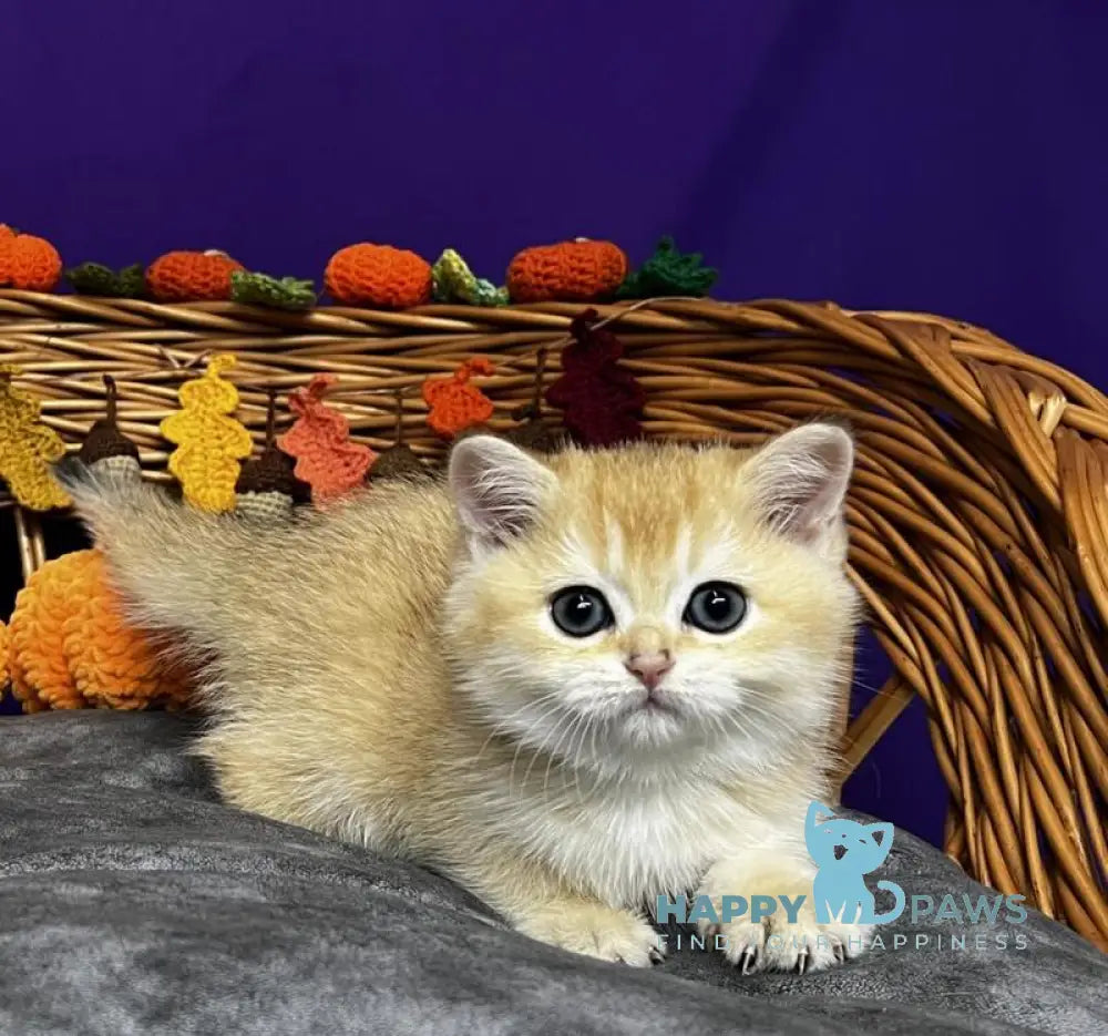 Demi Scottish Straight female black golden chinchilla live animals