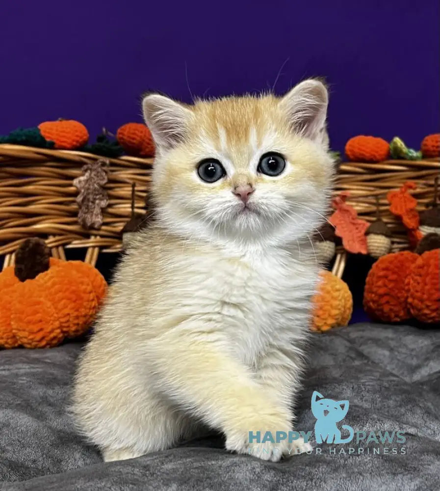 Demi Scottish Straight female black golden chinchilla live animals