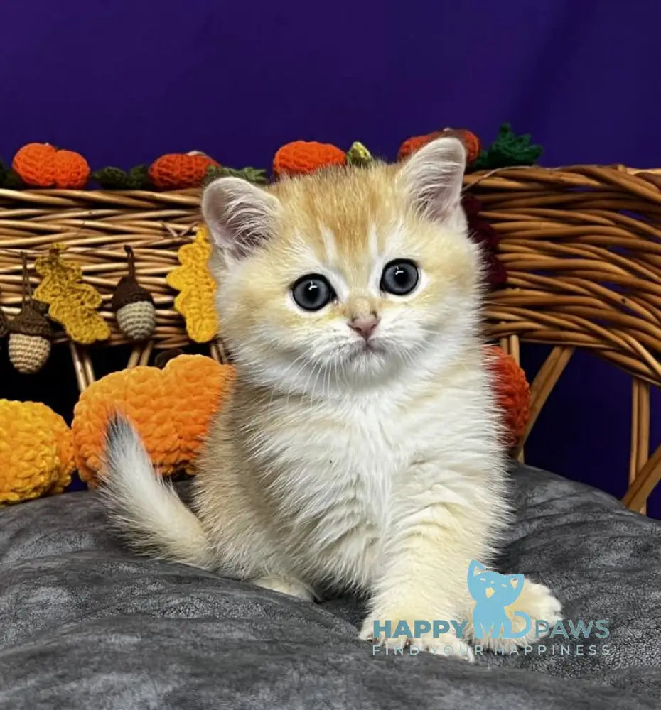 Demi Scottish Straight female black golden chinchilla live animals