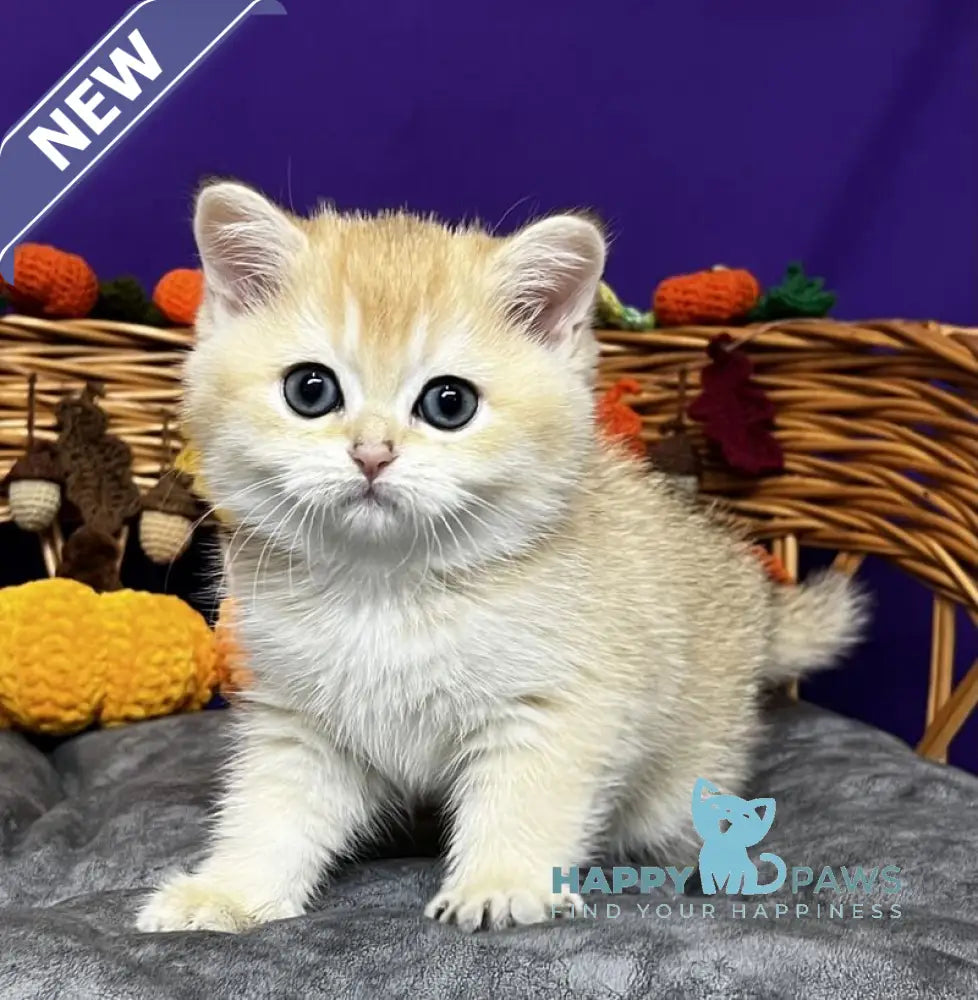 Demi Scottish Straight female black golden chinchilla live animals